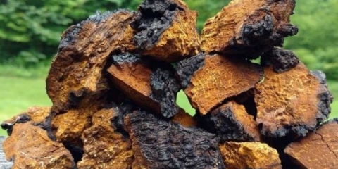 Čaga gljiva: kako kuhati kod kuće za liječenje i prevenciju